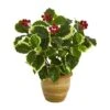 14" Variegated Holly Plant In Ceramic Planter -Northlight Shop D262456S 1