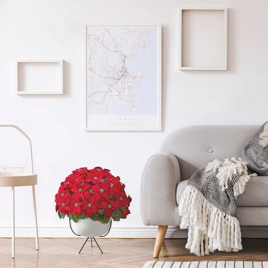 3ft. Red Grand Poinsettia Arrangement In White Vase With Metal Stand 6 3ft. Red Grand Poinsettia Arrangement In White Vase With Metal Stand - Image 4