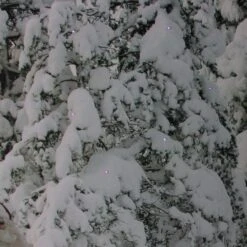 Northlight Fiber Optic Lighted Santa In His Sleigh Canvas Wall Art -Northlight Shop D361840S 3