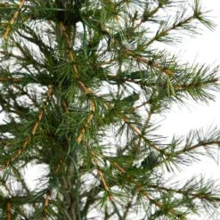 3ft. Pre-Lit Artificial Christmas Tree In Burlap Base, Clear LED Lights 18 3ft. Pre-Lit Artificial Christmas Tree In Burlap Base, Clear LED Lights -Northlight Shop D478823S 5