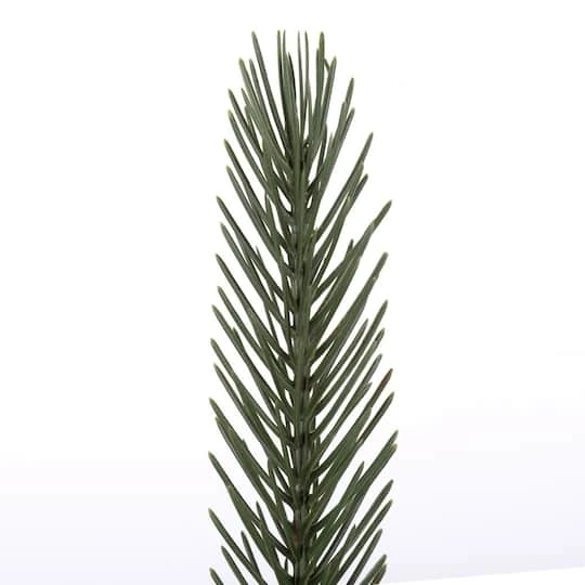 Green Deluxe Spruce Picks Set 5 Green Deluxe Spruce Picks Set - Image 3